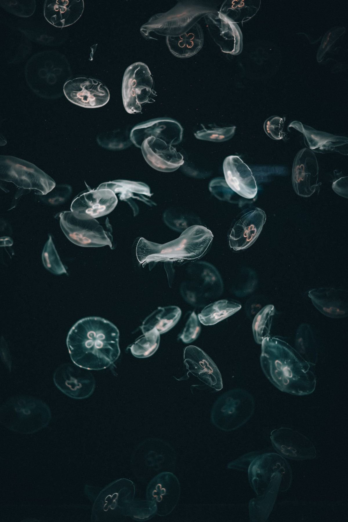 joshua-rawson-harris-PxaikXoyX54-unsplash